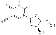 Thymidine analog for labeling DNA; can be linked to a fluorophore by click chemistry