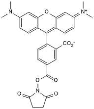 Fluorescent amine-reactive dye for labeling proteins, peptides and oligonucleotides