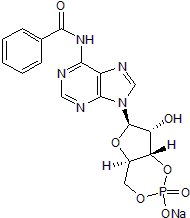 Cell permeable cAMP analog