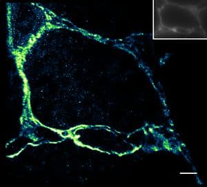 Application of Janelia Fluor&#174; 646, NHS ester in Cardiac Tissue.