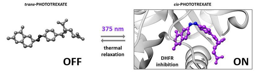 Photoswitching activity of Phototrexate