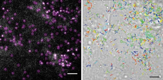 Application of SCOTfluor lactic acid probe 510 in HeLa cells