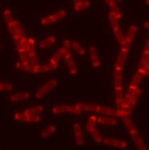 Application of Se-NADA in B subtilis bacteria cells