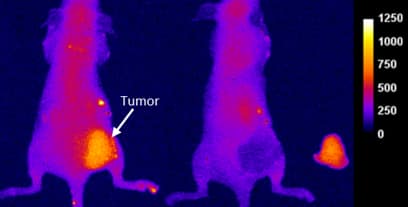 Application of NIR Dye s775z, NHS in vivo