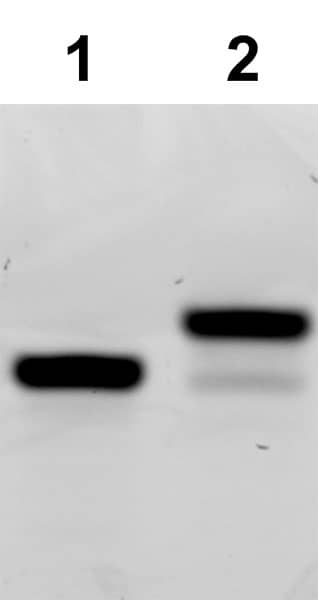 <em>E. coli </em>TGT irreversibly exchanges a specific guanine in a DNA hairpin with preQ1-biotin. Urea-PAGE gel shift analysis of preQ1-biotin insertion into a DNA