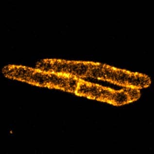 Mycobacterium smegmatis cells stained with sCy5DA