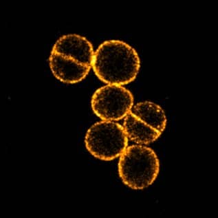 Staphylococcus aureus cells stained with sCy5DA