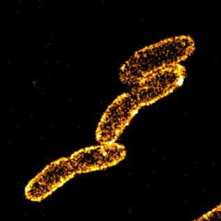 Vibrio cholerae cells stained with sCy5DA