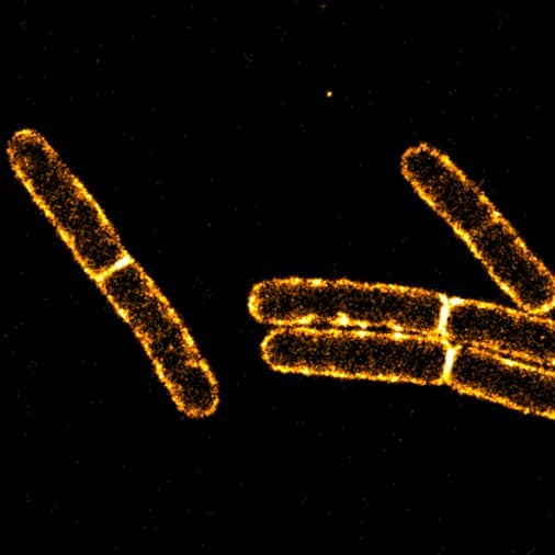 Bacillus subtilis cells stained with sCy5DA-amide