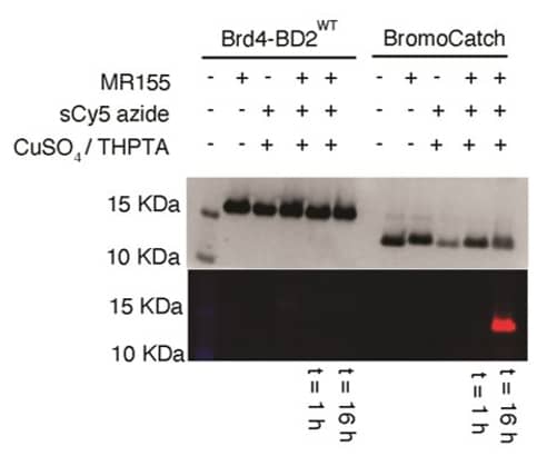 BromoCatch can be used for clicking fluorophores in a twostep CuAAC mediated reaction