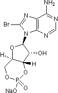 Cell-permeable cAMP analog