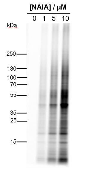 Application for NAIA in Gel-based ABPP experiment