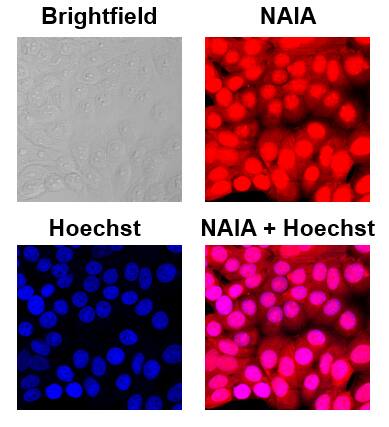 Application of NAIA in HepG2 cells.