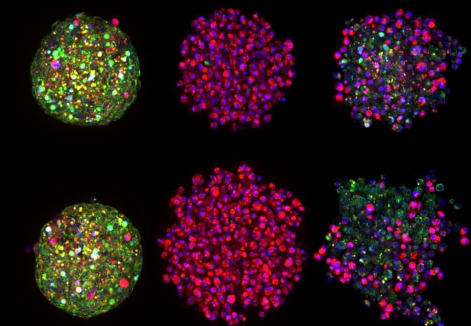 Ready-to-use fluorescent probe for long term high content phenotypic screening of live cells