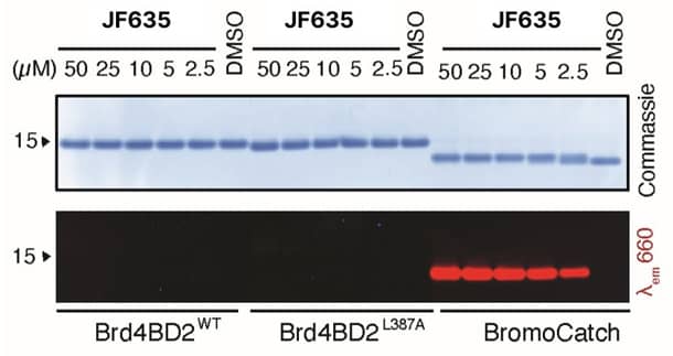 In gel fluorescence of Janelia Fluor® 635, BromoCatch Ligand​