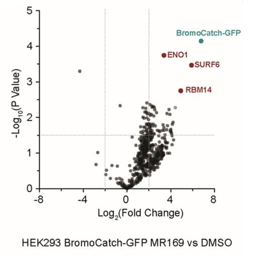 Biotin affinity pull-down mass spectrometry analysis in a transiently transfected BromoCatch-GFP HEK293 line