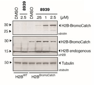 Biotin probe for cellular affinity-based pull-down applications