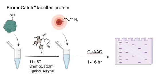 BromoCatch can be used for clicking fluorophores in a two-step CuAAC mediated reaction