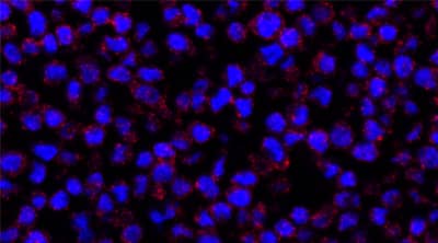 ClariTSA™ Fluorophore Kit 690 image