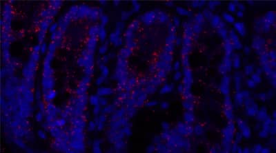 ClariTSA™ Fluorophore Kit 690 image