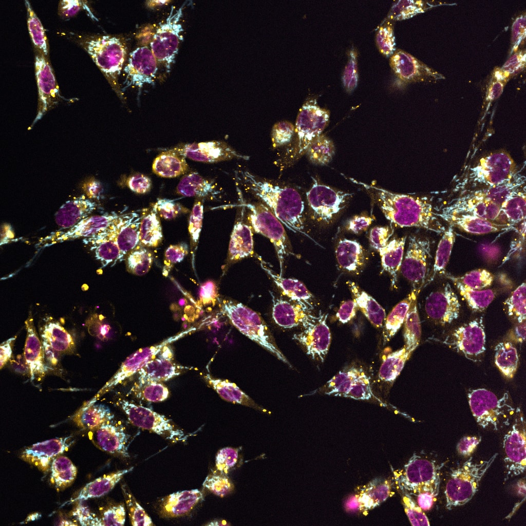 ChromaLIVE™ Deep Red Non-Toxic Dye High-Content Imaging