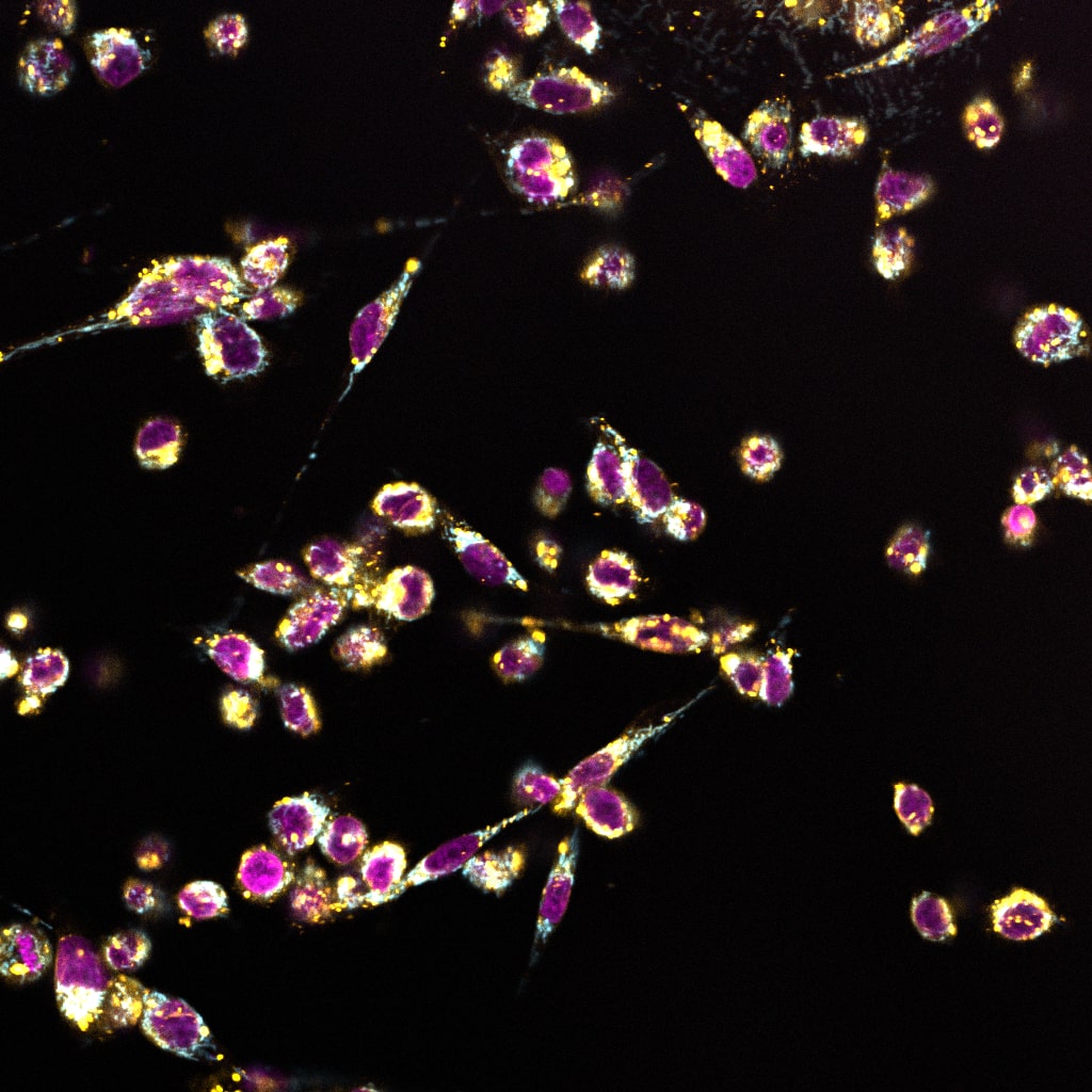 ChromaLIVE™ Deep Red Non-Toxic Dye High-Content Imaging. 