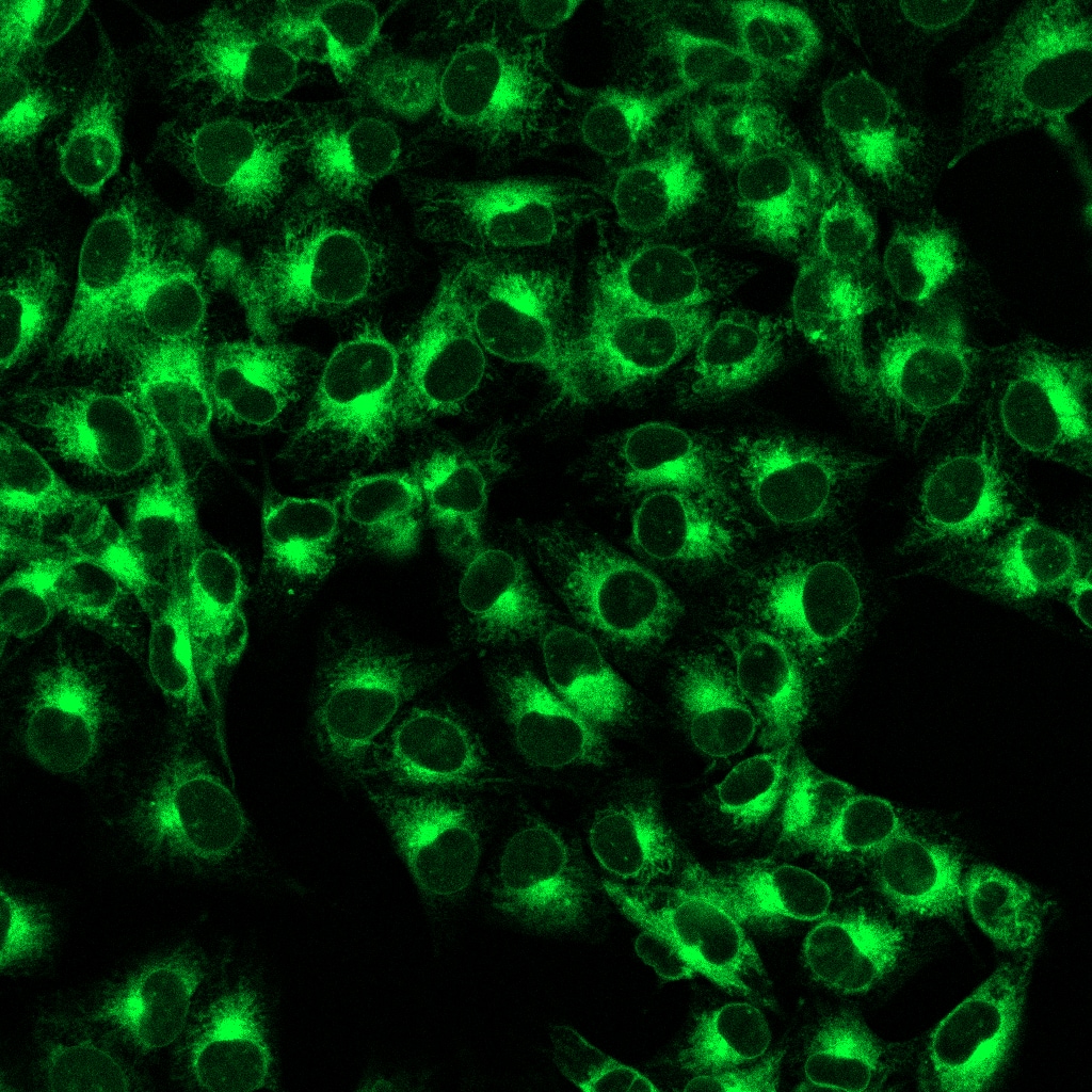 ER-LIVE™ High-Resolution Visualization. 