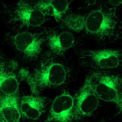 ER-LIVE™ Endoplasmic Reticulum Dye High-Resolution Visualization.