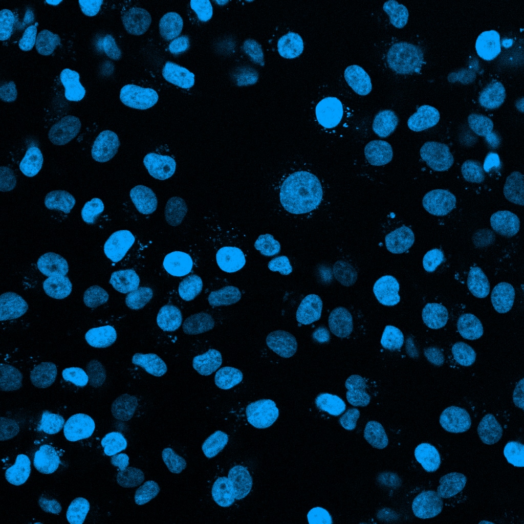 NucleoLIVE™ Blue Non-Toxic Dye Phenotypic Imaging