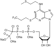 Highly potent P2Y12 antagonist