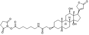 NHS ester hapten for labeling amino groups