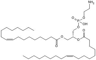 Liposome/lipoplex transfection enhancer