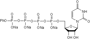 Selective P2Y2 agonist