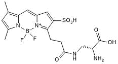 Green fluorescent D-amino acid for labeling peptidoglycans in bacteria