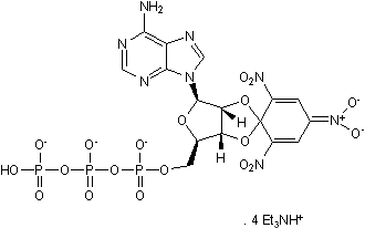 Potent and selective P2X antagonist