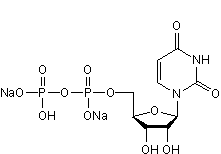 Endogenous ligand; competitive antagonist at P2Y14 receptors