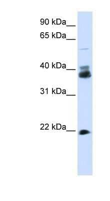 Western Blot: Synaptophysin Antibody [NBP1-59660]