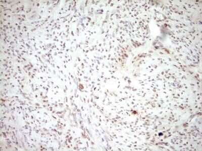 Immunohistochemistry-Paraffin: t-Plasminogen Activator/tPA Antibody (OTI3H3) [NBP2-46435]