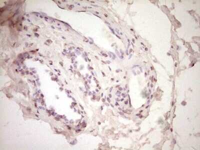 Immunohistochemistry-Paraffin: t-Plasminogen Activator/tPA Antibody (OTI3H3) [NBP2-46435]