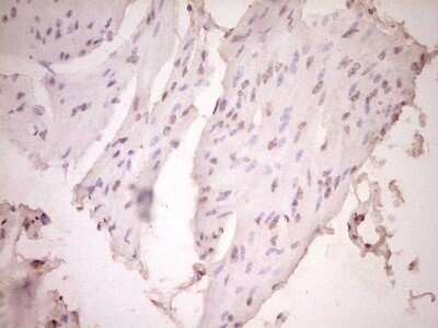 Immunohistochemistry-Paraffin: t-Plasminogen Activator/tPA Antibody (OTI3H3) [NBP2-46435]