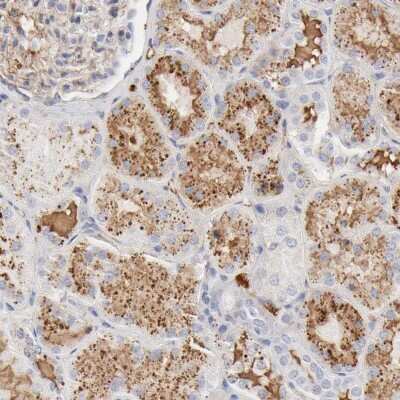 Immunohistochemistry-Paraffin: t-Plasminogen Activator/tPA Antibody [NBP1-87491]