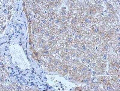 Immunohistochemistry-Paraffin: t-Plasminogen Activator/tPA Antibody [NBP2-20648]