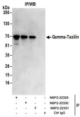 Immunoprecipitation: taxilin gamma Antibody [NBP2-22329]