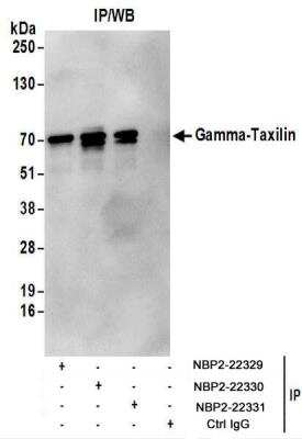 Immunoprecipitation: taxilin gamma Antibody [NBP2-22330]
