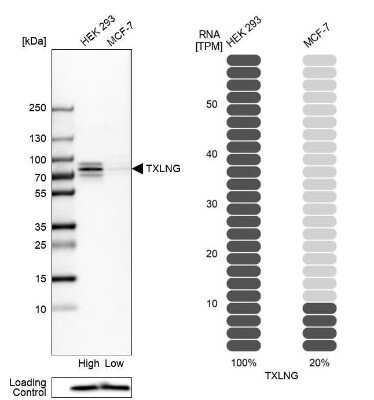 Western Blot: taxilin gamma Antibody [NBP1-90605]