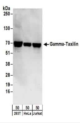 Western Blot: taxilin gamma Antibody [NBP2-22329]