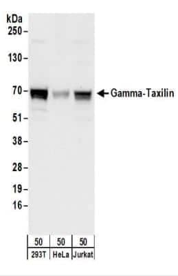 Western Blot: taxilin gamma Antibody [NBP2-22330]