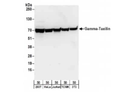 Western Blot: taxilin gamma Antibody [NBP2-22331]