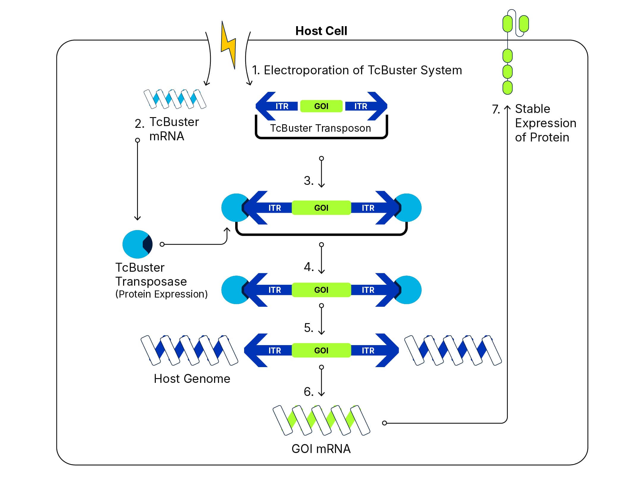 Mechanistic Diagram of the TcBuster Non-Viral Gene Editing System