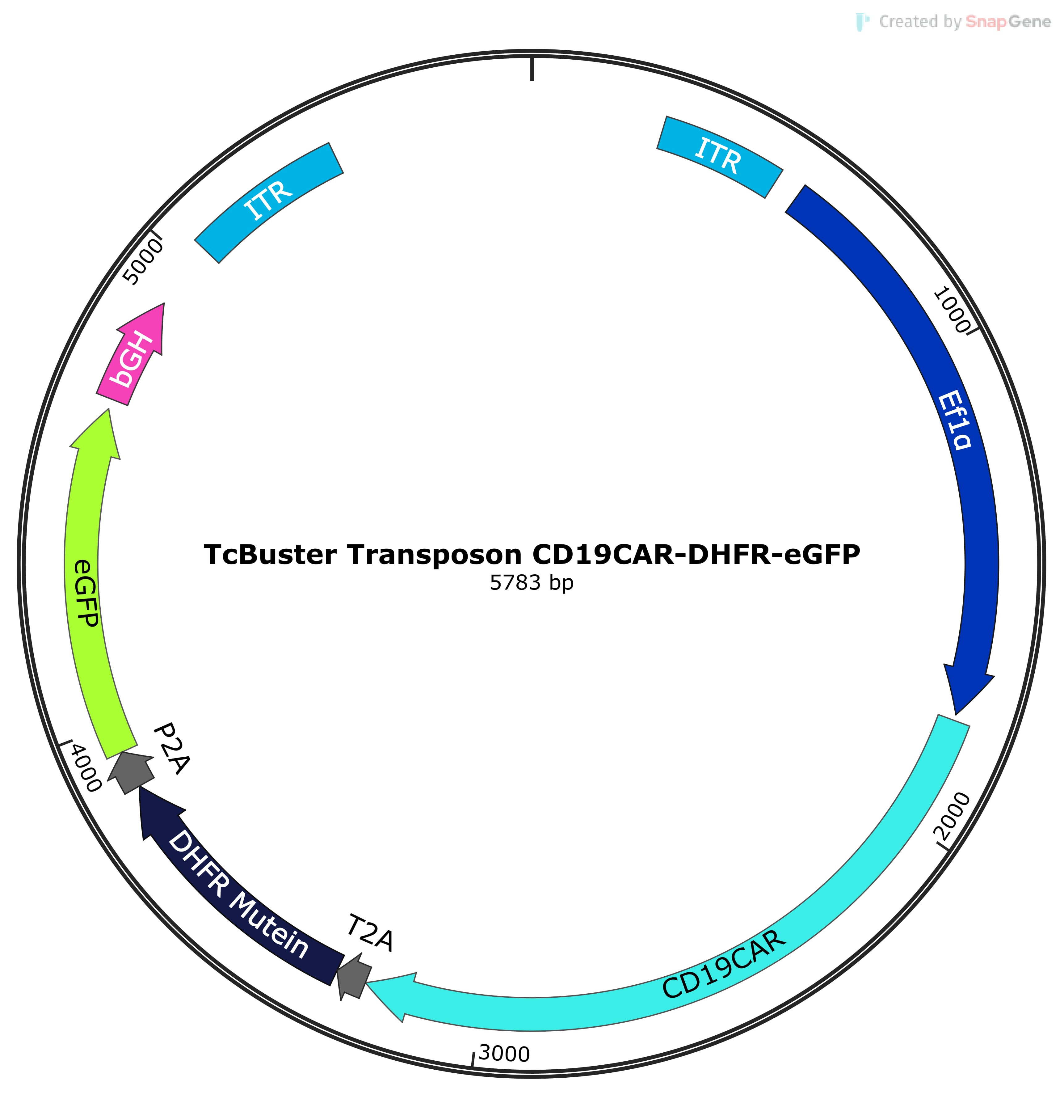 EF1a promoter regulating the expression of CD19CAR, DHFR mutein, and eGFP, all flanked by TcBuster ITRs